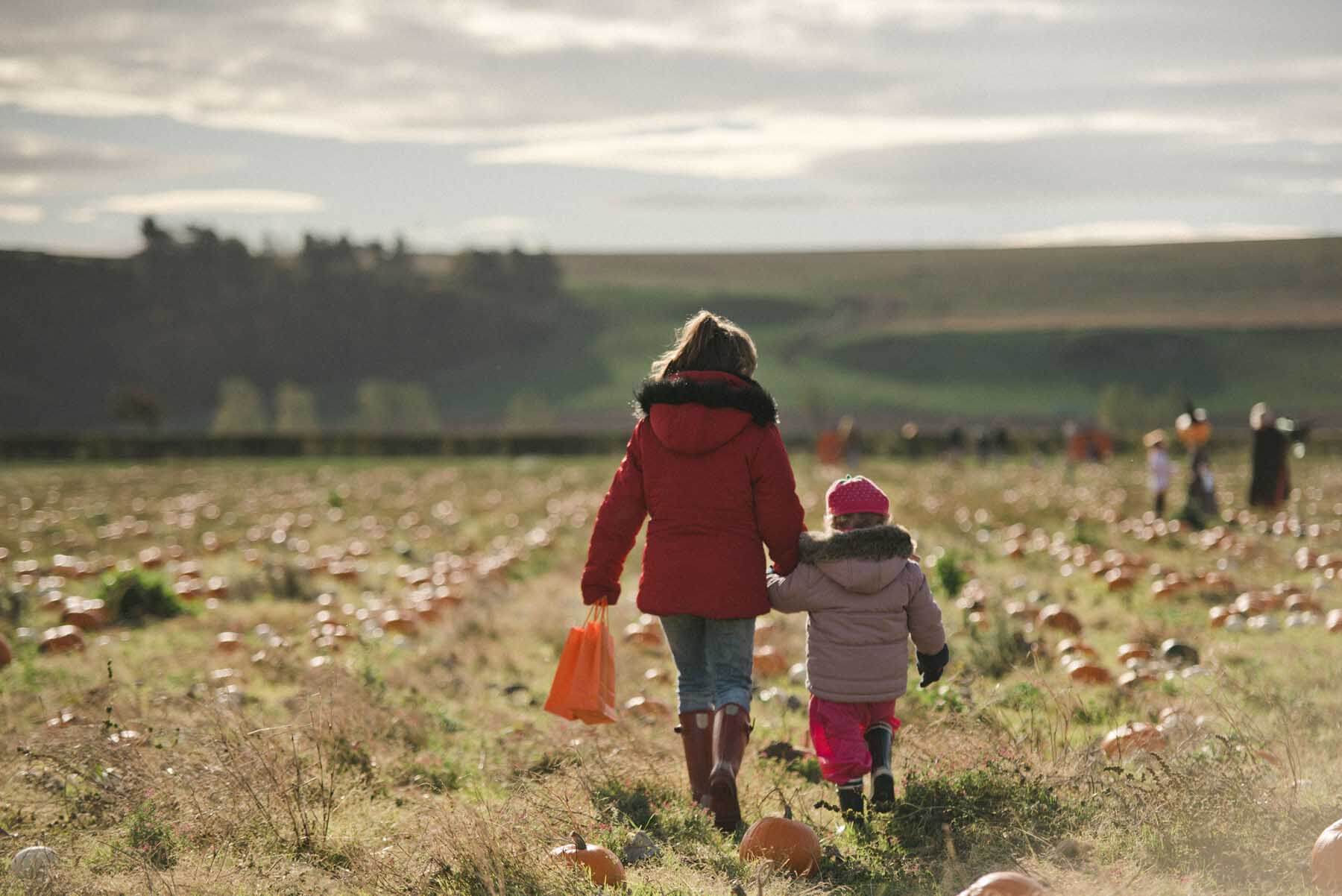 Picking Pumpkins in East Lothian